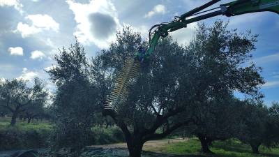 Νέες τεχνολογίες στην ελαιοσυγκομιδή: Ραβδιστικά - βούρτσες αντί για εργατικά χέρια