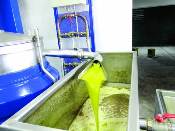 Η υψηλή φορολόγηση... εξαφανίζει το ελαιόλαδο