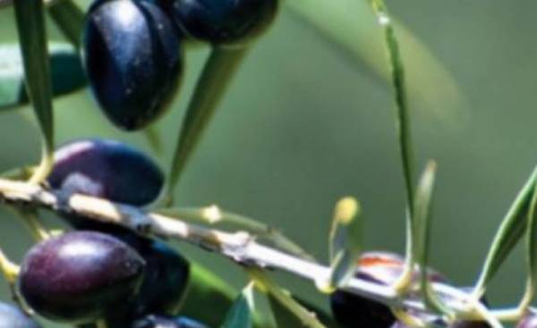 Mε κίνδυνο να συμπαρασυρθεί και το ελαιόλαδο: Προς κατάργηση της ΠΟΠ Ελιά Καλαμάτας