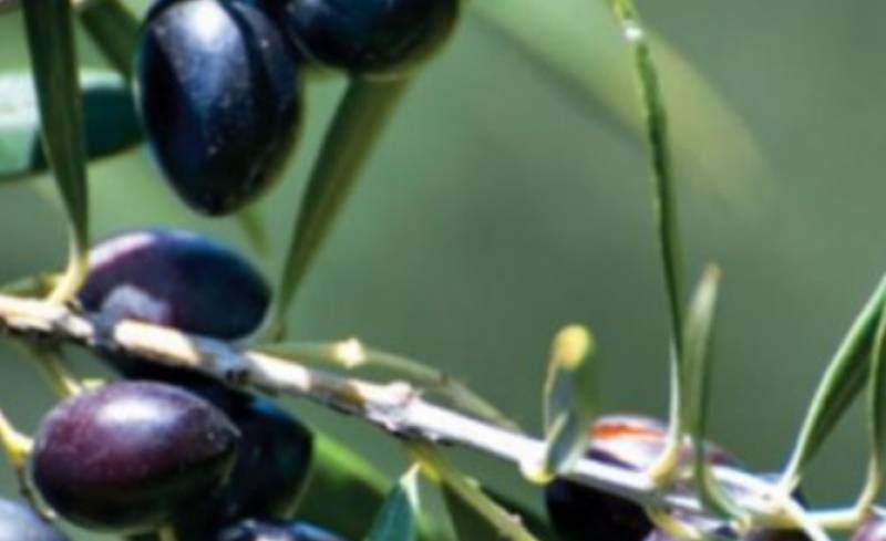 Mε κίνδυνο να συμπαρασυρθεί και το ελαιόλαδο: Προς κατάργηση της ΠΟΠ Ελιά Καλαμάτας