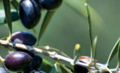 Mε κίνδυνο να συμπαρασυρθεί και το ελαιόλαδο: Προς κατάργηση της ΠΟΠ Ελιά Καλαμάτας