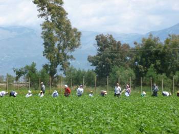 Φασολάκια από τον Μπουρνιά από 1,30 έως 1,40 ευρώ το κιλό
