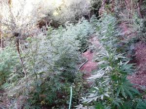 Σύλληψη 55χρονου για 114 χασισόδεντρα στη Βαλύρα