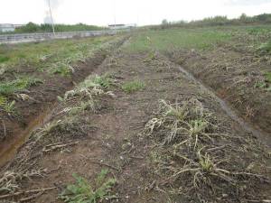 Ζημιές σε αγκινάρες στη Μικρομάνη