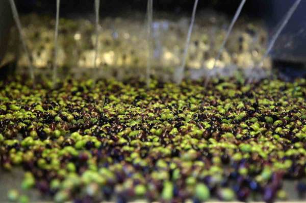 Οδηγίες σε ελαιοπαραγωγούς και ελαιοτριβείς από τη Διεύθυνση Αγροτικής Οικονομίας και Κτηνιατρικής Τριφυλίας