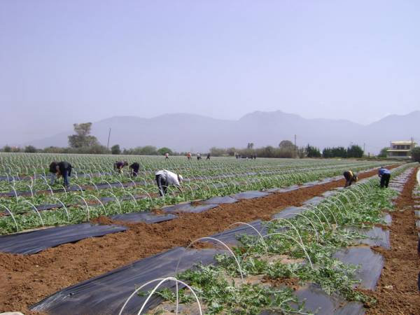 Ολοκληρώθηκαν οι φυτεύσεις καρπουζιών στην Τριφυλία