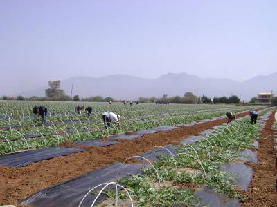 Ολοκληρώθηκαν οι φυτεύσεις καρπουζιών στην Τριφυλία