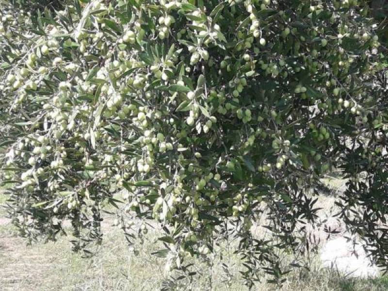 Ο Πετράκος για την δακοκτονία