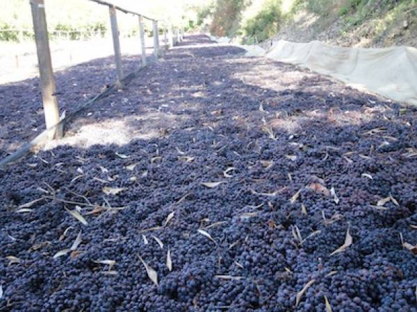 Σύλλογος Γεωπόνων:Απαγορευμένη η χρήση χαρακίνης στη σταφίδα