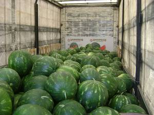 40.000 τόνοι καρπούζι από την Τριφυλία στην Ευρώπη