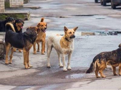 Πρόβλημα με αδέσποτα σκυλιά στην Ελαία