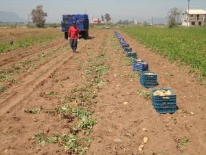 50-55 λεπτά η φρέσκια πατάτα σε Μεσσήνη και Μπουρνιά