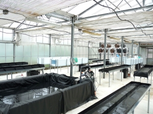 Προηγμένη τεχνολογικά υδροπονική μονάδα στο ΤΕΙ Καλαμάτας