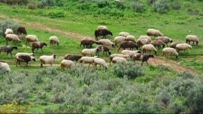 18.000 φορτία ελέγχθηκαν το 2025 στους Συνοριακούς Σταθμούς Κτηνιατρικού Ελέγχου