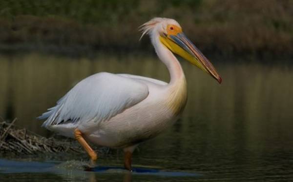 Νεκροί πυροβολημένοι ροδοπελεκάνοι εντοπίστηκαν στις Πρέσπες