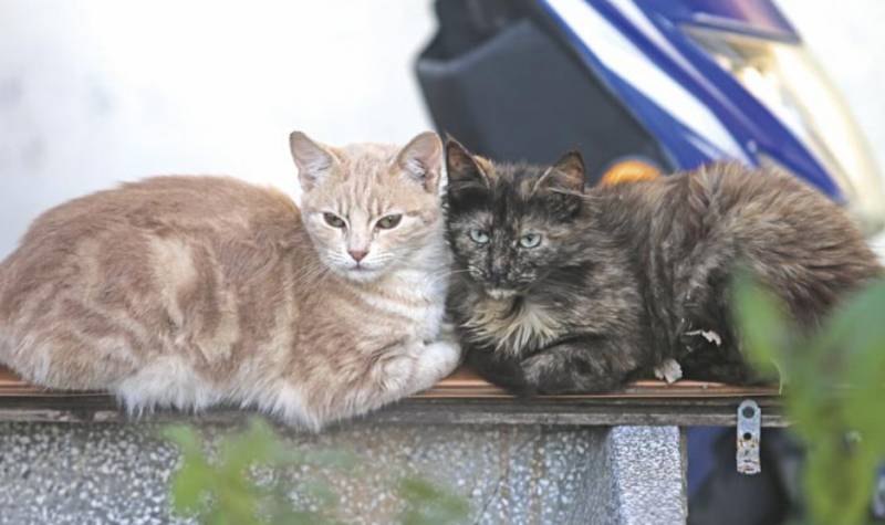 Νέα πρωτοβουλία για τις αδέσποτες γάτες στην Καλαμάτα - Καμία εξέλιξη με το κυνοκομείο