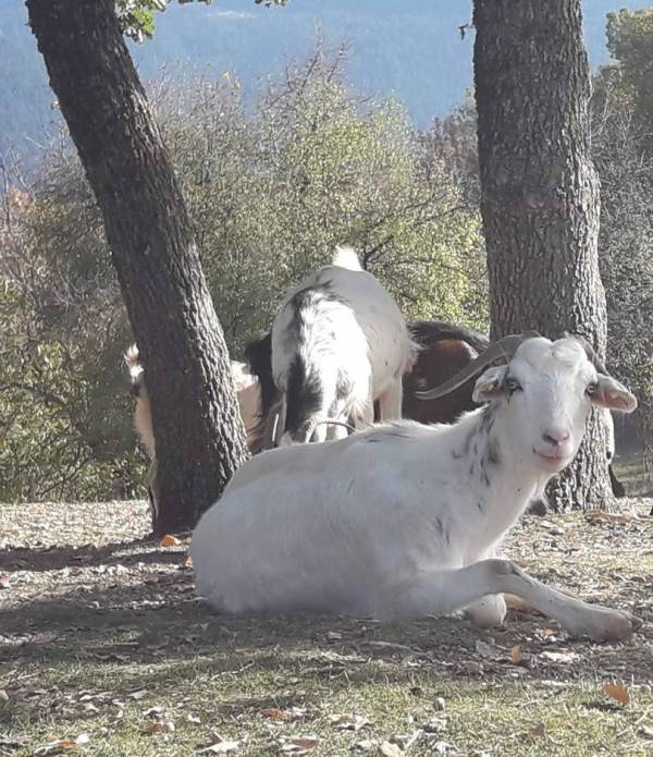 Καλαμάτα: 16 χρόνια φυλακή σε δύο για ζωοκλοπές