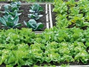 5 στρέμματα δημοτικός λαχανόκηπος στην Καλαμάτα