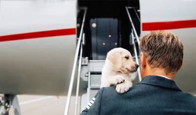 Vueling: Μενού με λιχουδιές για κατοικίδια θα προσφέρονται εν πτήσει