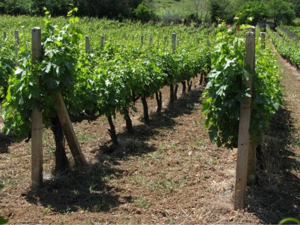 Εκδήλωση για φυτοπροστασία σε αμπέλι και ελιά