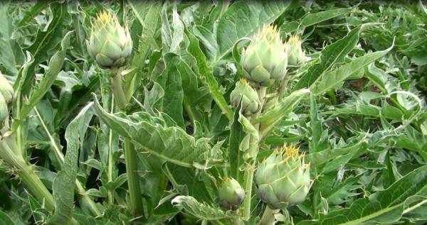 Αγρια αγκινάρα: Ενα ακόμα "χρυσό" προϊόν της μεσσηνιακής γης (φωτογραφίες)