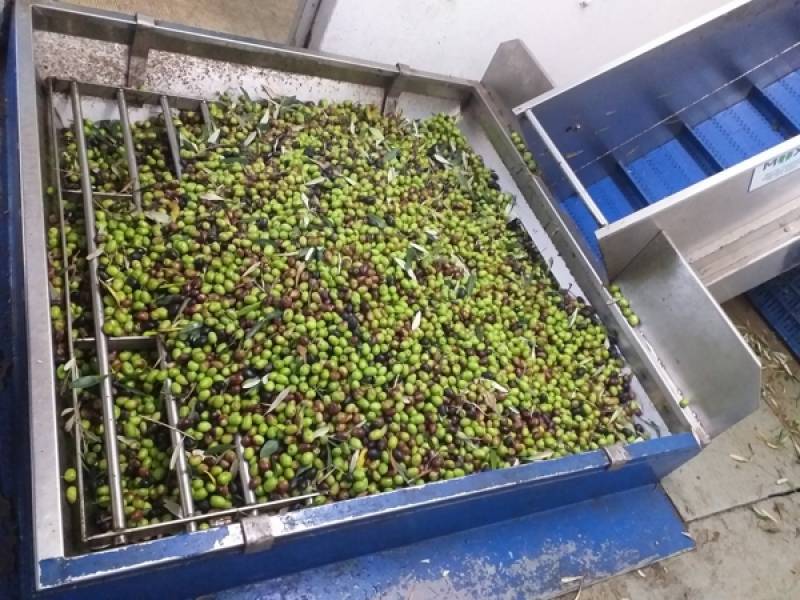 Αγροτικοί σύλλογοι της Μεσσηνίας για την τιμή του λαδιού