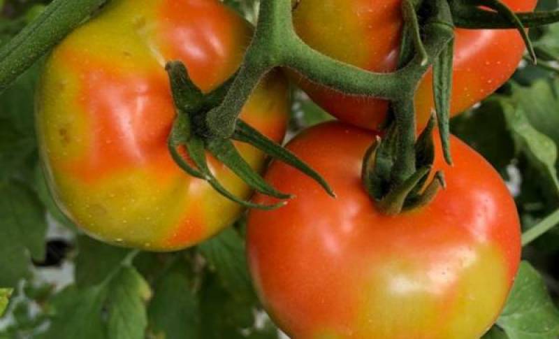 Ερώτηση Χαρίτση και άλλων βουλευτών ΣΥΡΙΖΑ για τον ιό της καστανής ρυτίδωσης