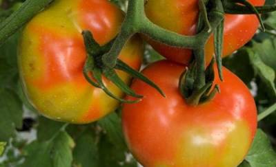 Ερώτηση Χαρίτση και άλλων βουλευτών ΣΥΡΙΖΑ για τον ιό της καστανής ρυτίδωσης