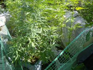 2 χρόνια για 12 χασισόδεντρα