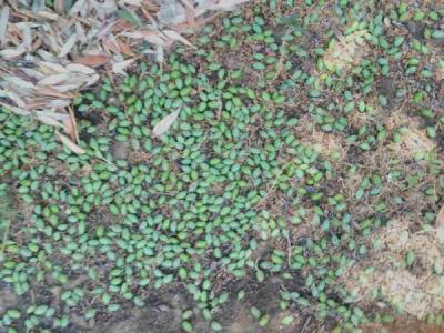 Κήρυξη έκτακτης ανάγκης ζητεί ο Νίκας