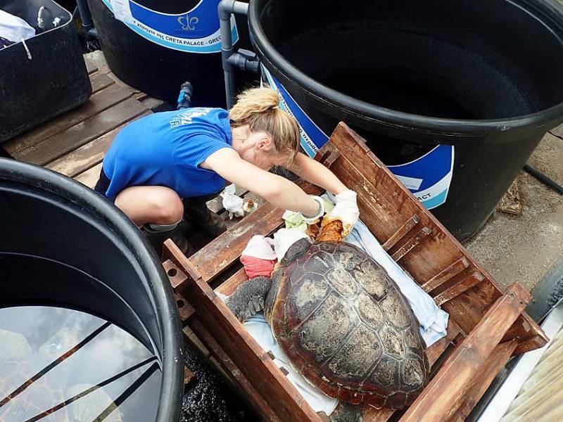 Αυξημένη επαγρύπνηση για προστασία Caretta caretta