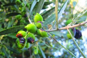 Ψεκάζουν μόνοι τους για δάκο στο Χανδρινού