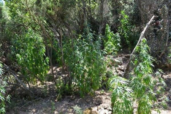 Προφυλακίστηκε ο 51χρονος για τη χασισοφυτεία στην Οιχαλία