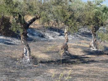 Συνελήφθη 70χρονος για τη φωτιά στη Μάδενα