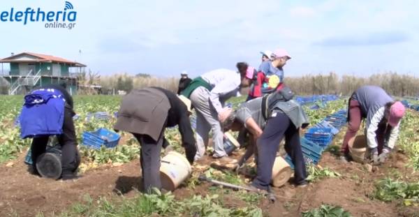 Δούβας για πατάτες: Δεν χρειάζεται βιασύνη από τους παραγωγούς (βίντεο)