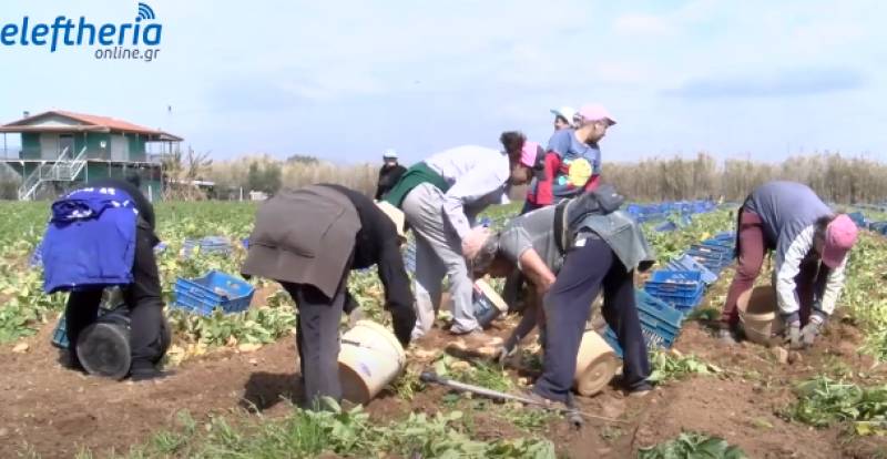 Δούβας για πατάτες: Δεν χρειάζεται βιασύνη από τους παραγωγούς (βίντεο)