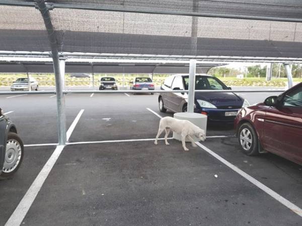 Παραθεριστές εγκαταλείπουν στη Μεσσηνία τα σκυλιά τους