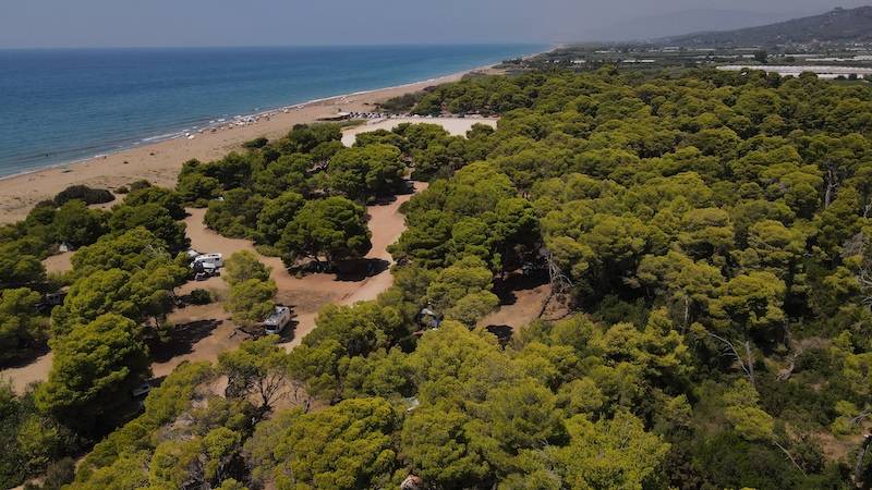 Χιλιάδες επισκέπτες κάθε χρόνο στο παράκτιο δάσος της Ελαίας - Προτάσεις από τον πρόεδρο της κοινότητας Άρη Σκλάβο