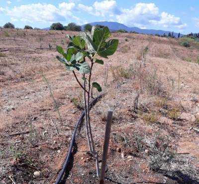 Αρνητικό ρεκόρ βροχόπτωσης: Η ξηρασία απειλεί φέτος τη Μεσσηνία