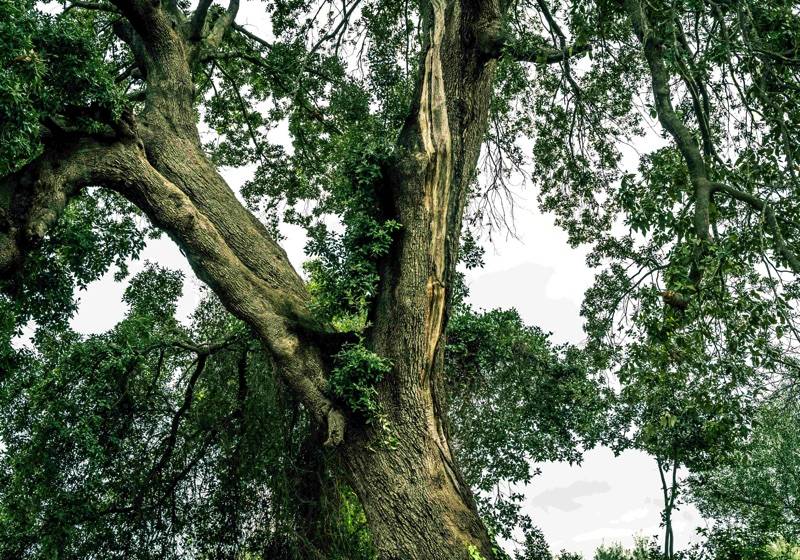 Ινστιτούτο Πολιτισμού Μεσσηνίας: “Κινδυνεύει η βελανιδιά στους Κάτω Αμπελοκήπους”