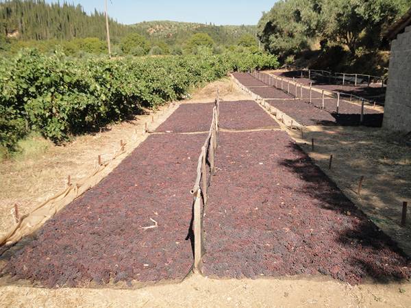 Παραλαβή σταφίδας από την Ένωση