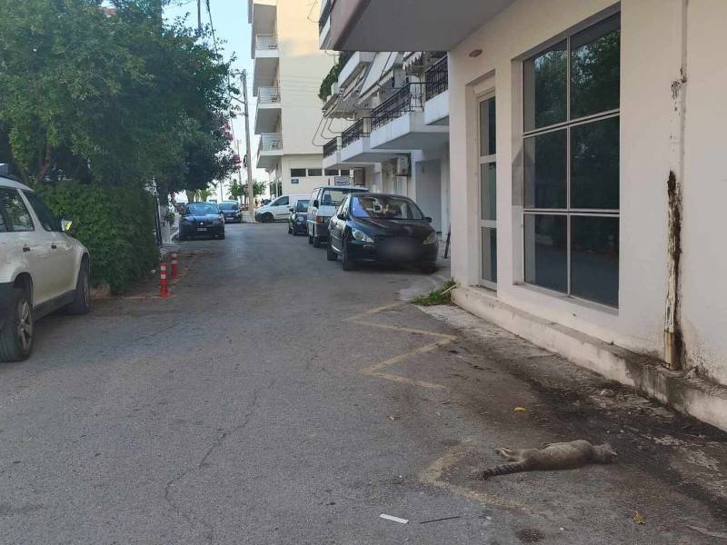 Φόλες κοντά στη Ναυαρίνου: Δηλητηριάστηκαν τουλάχιστον τρεις γάτες