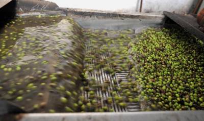 3ο Φεστιβάλ Ελαιολάδου και Ελιάς στην Καλαμάτα