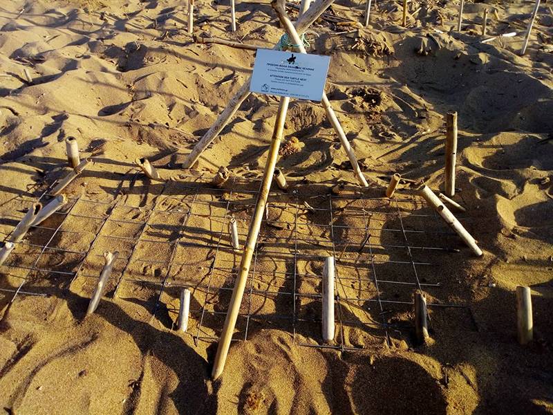 Μεσσηνία: Φωλιές θαλάσσιας χελώνας καρέτα στην παραλία Ζάγκα στην Κορώνη