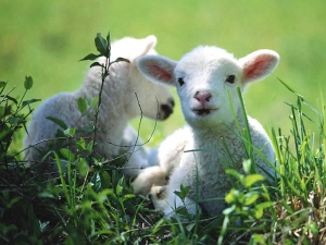 5 χρόνια σε Αλβανό που έκλεψε και… έψησε αρνιά