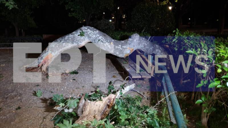 Ζάππειο: Κλαδί καταπλάκωσε τρεις Καναδούς τουρίστες! (βίντεο)