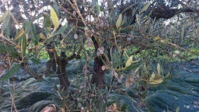 Βολικά ψέματα και για το γλοιοσπόριο