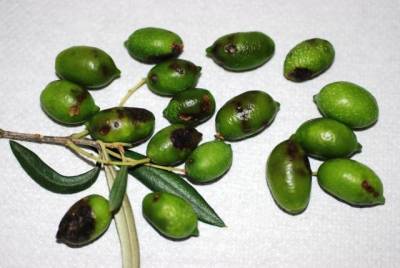 Ο ΕΛΓΑ "νίπτει τας χείρας του" για τις ζημιές από το δάκο