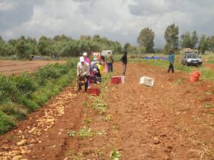 Ελλειμμα πρώιμης πατάτας στην αγορά με τιμή 55 λεπτά το κιλό