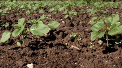 Συμφωνία στην ΕΕ για την ανάπτυξη νέας γενιάς γενετικά τροποποιημένων φυτών στη γεωργία